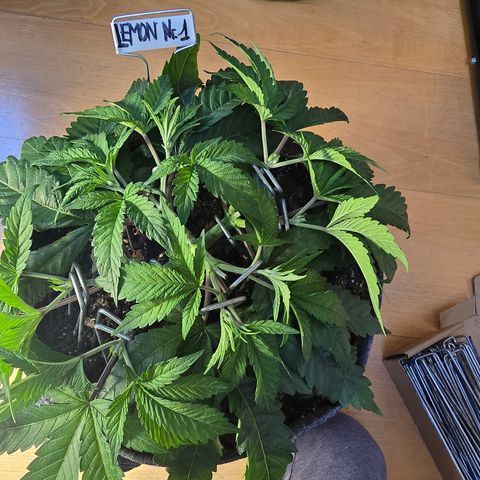 Lemon Cherry Pop  #1 growlog timeline photo