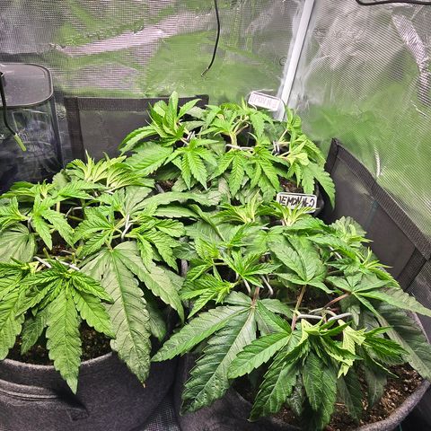 Lemon Cherry Pop  #1 growlog timeline photo