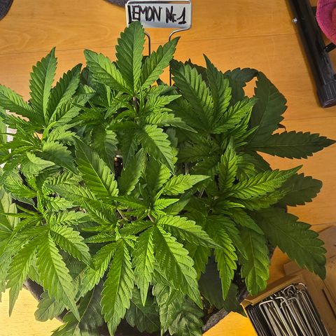 Lemon Cherry Pop  #1 growlog timeline photo