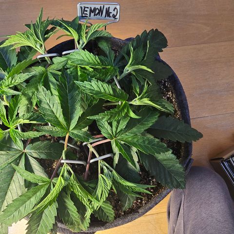 Lemon Cherry Pop  #2 growlog timeline photo