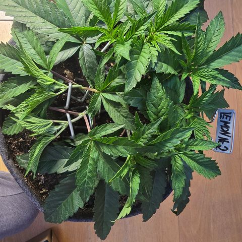 Lemon Cherry Pop  #2 growlog timeline photo