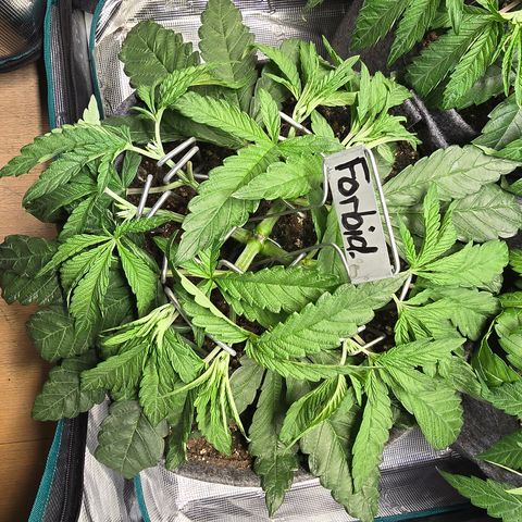 Forbidden Fruit  growlog timeline photo