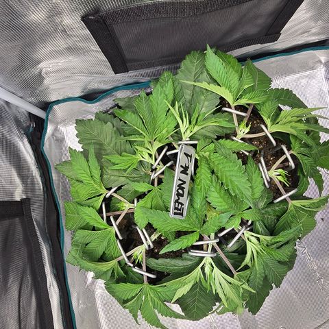 Lemon Cherry Pop  #1 growlog timeline photo