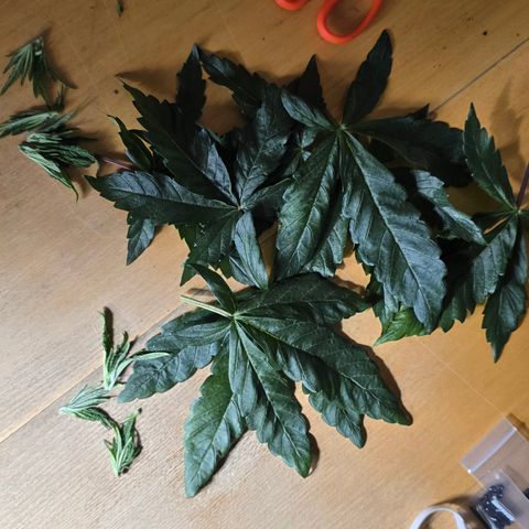 Forbidden Fruit  growlog timeline photo