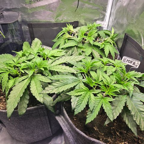 Forbidden Fruit  growlog timeline photo