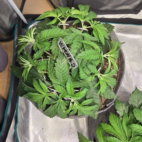 Lemon Cherry Pop  #2 growlog timeline photo