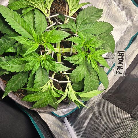 Lemon Cherry Pop  #1 growlog timeline photo