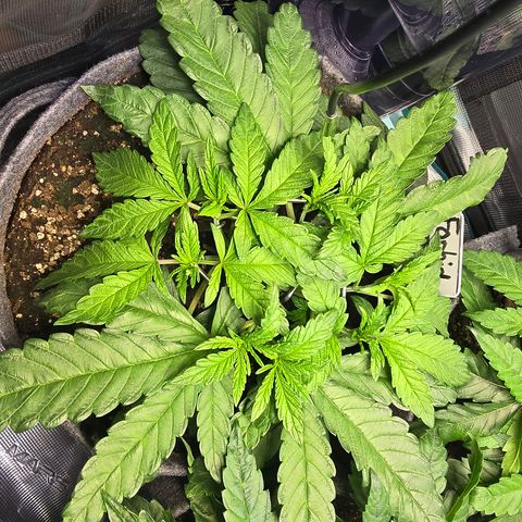 Forbidden Fruit  growlog timeline photo