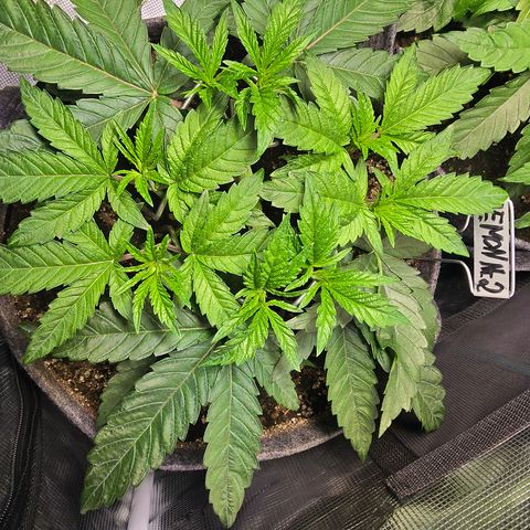 Lemon Cherry Pop  #2 growlog timeline photo