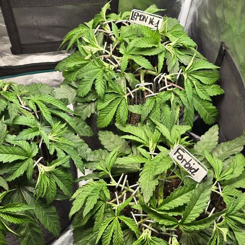 Lemon Cherry Pop  #2 growlog timeline photo