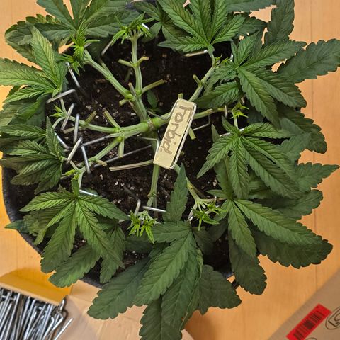 Forbidden Fruit  growlog timeline photo