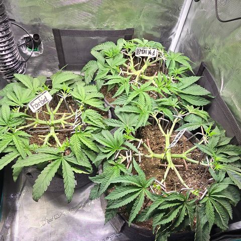Forbidden Fruit  growlog timeline photo