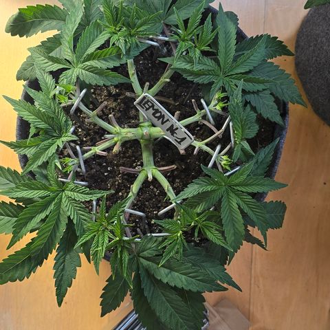 Lemon Cherry Pop  #1 growlog timeline photo