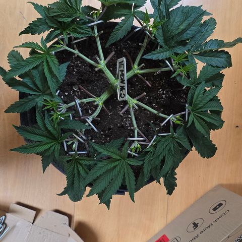Lemon Cherry Pop  #2 growlog timeline photo
