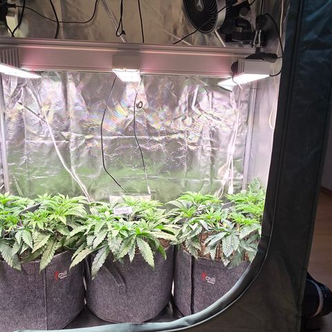 Forbidden Fruit  growlog timeline photo