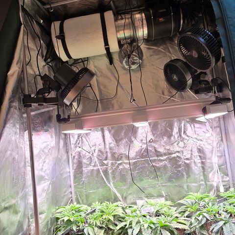 Forbidden Fruit  growlog timeline photo