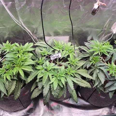 Forbidden Fruit  growlog timeline photo