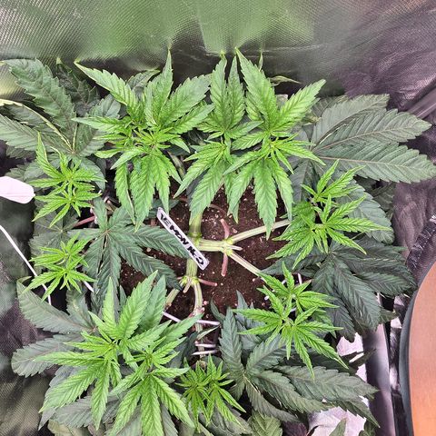 Lemon Cherry Pop  #2 growlog timeline photo