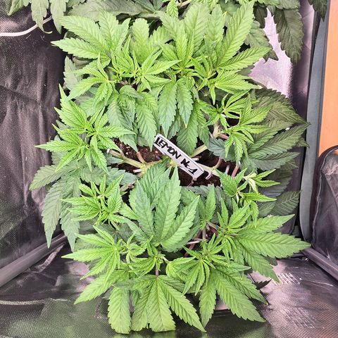 Lemon Cherry Pop  #1 growlog timeline photo