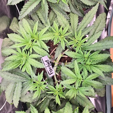 Forbidden Fruit  growlog timeline photo