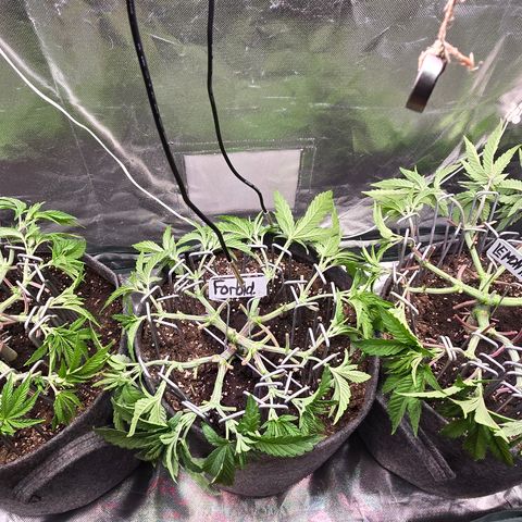 Forbidden Fruit  growlog timeline photo
