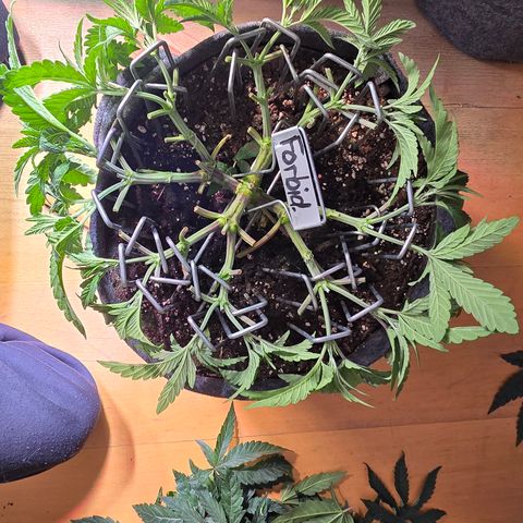 Forbidden Fruit  growlog timeline photo