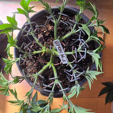 Lemon Cherry Pop  #1 growlog timeline photo