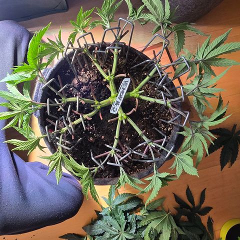 Lemon Cherry Pop  #2 growlog timeline photo