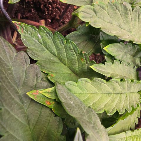 Forbidden Fruit  growlog timeline photo