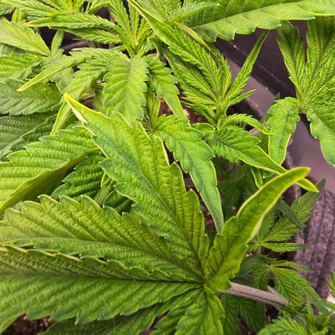 Forbidden Fruit  growlog timeline photo