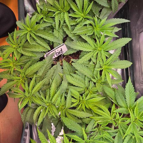 Forbidden Fruit  growlog timeline photo