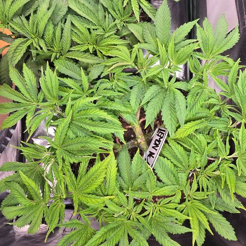 Lemon Cherry Pop  #1 growlog timeline photo