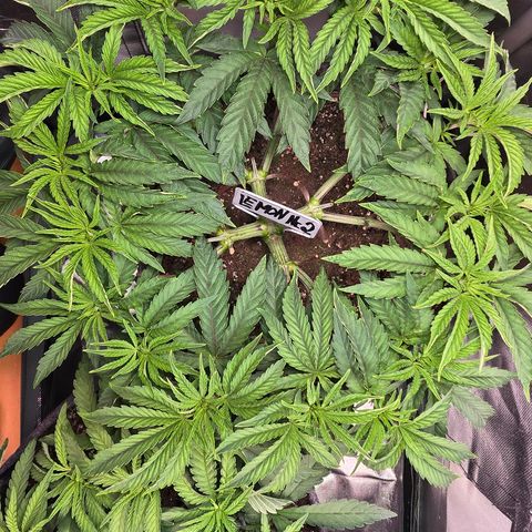 Lemon Cherry Pop  #2 growlog timeline photo