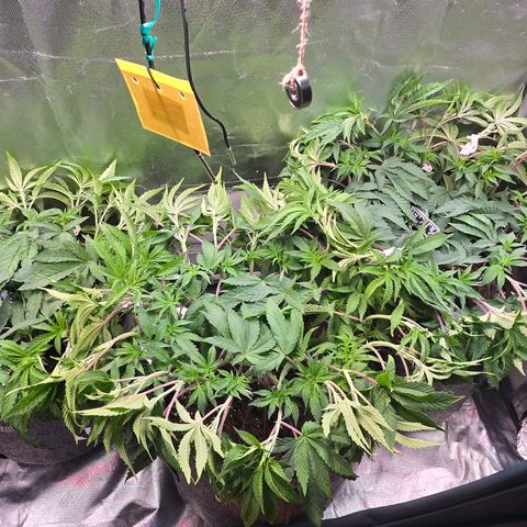 Forbidden Fruit  growlog timeline photo
