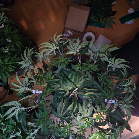 Lemon Cherry Pop  #2 growlog timeline photo