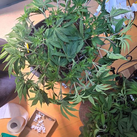 Lemon Cherry Pop  #1 growlog timeline photo