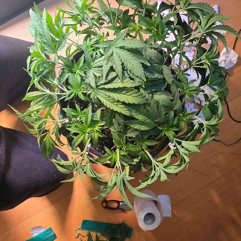 Forbidden Fruit  growlog timeline photo