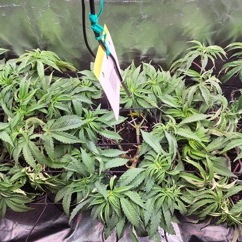 Forbidden Fruit  growlog timeline photo