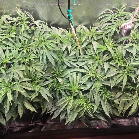 Forbidden Fruit  growlog timeline photo