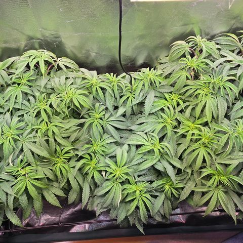 Forbidden Fruit  growlog timeline photo