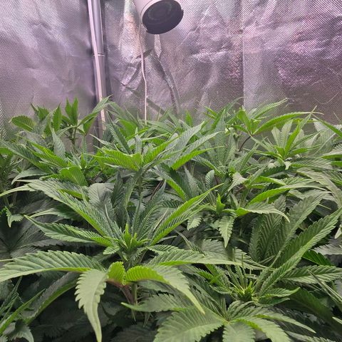 Forbidden Fruit  growlog timeline photo