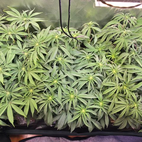 Forbidden Fruit  growlog timeline photo
