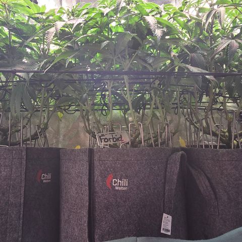 Forbidden Fruit  growlog timeline photo