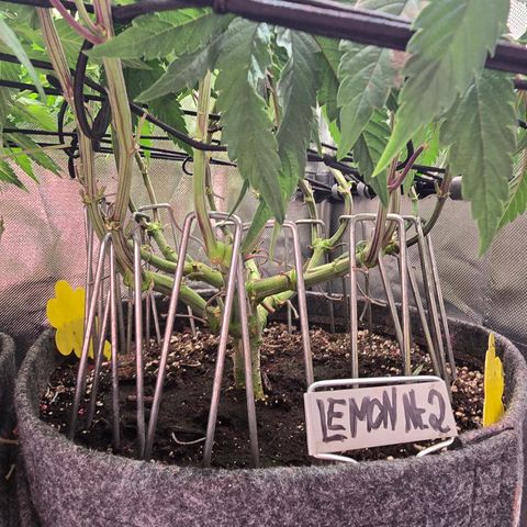 Forbidden Fruit  growlog timeline photo