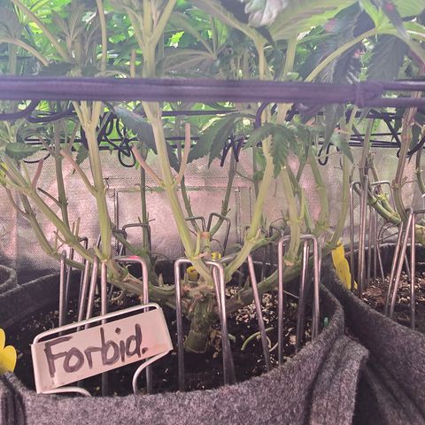 Forbidden Fruit  growlog timeline photo