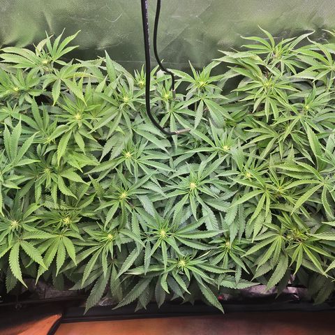 Forbidden Fruit  growlog timeline photo