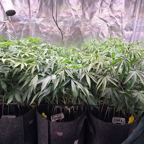 Forbidden Fruit  growlog timeline photo