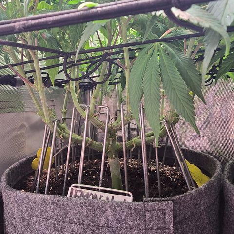 Forbidden Fruit  growlog timeline photo