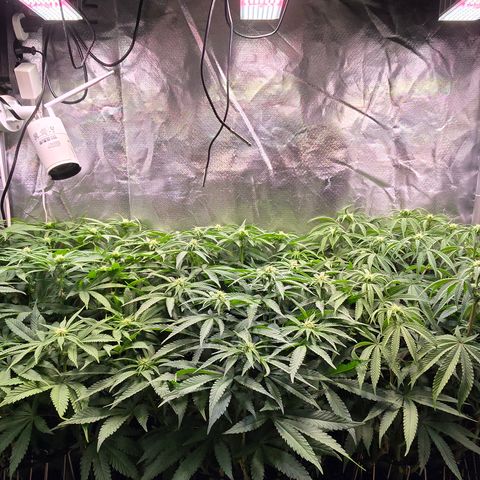 Forbidden Fruit  growlog timeline photo