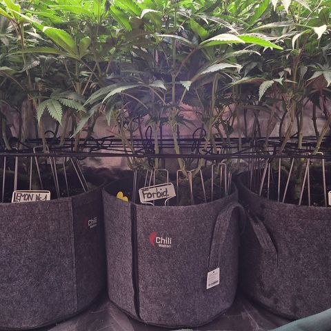 Forbidden Fruit  growlog timeline photo